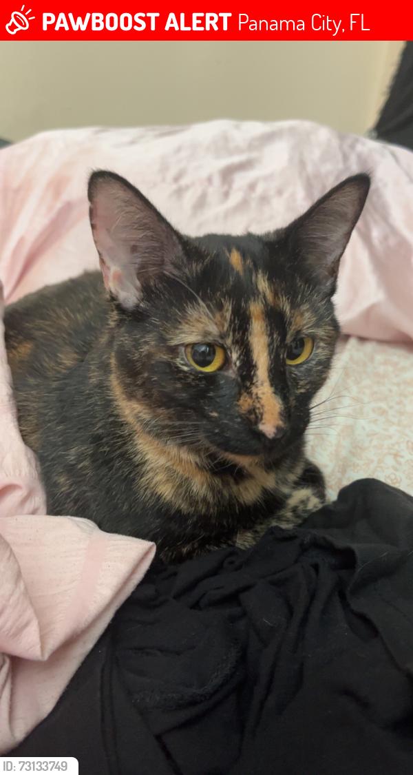 Lost Female Cat last seen turtle lake apmts, Panama City, FL 32405