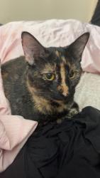 Lost Female Cat last seen turtle lake apmts, Panama City, FL 32405