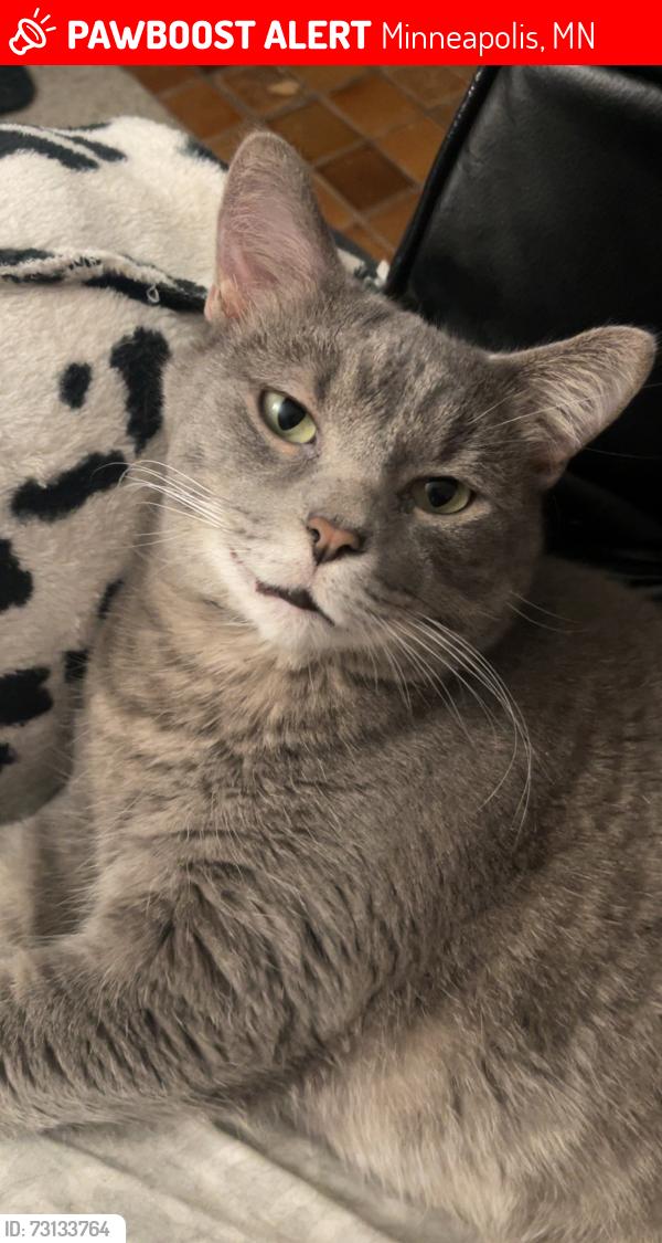 Lost Male Cat last seen Northdale and dogwood st, Minneapolis, MN 55448