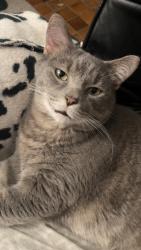 Lost Male Cat last seen Northdale and dogwood st, Minneapolis, MN 55448