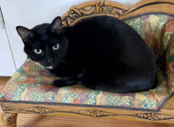 Reunited Male Cat last seen 42nd and Grant St., Portland, OR 97214