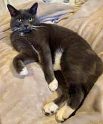 Lost Female Cat last seen Parks of Aledo, Aledo, TX 76008