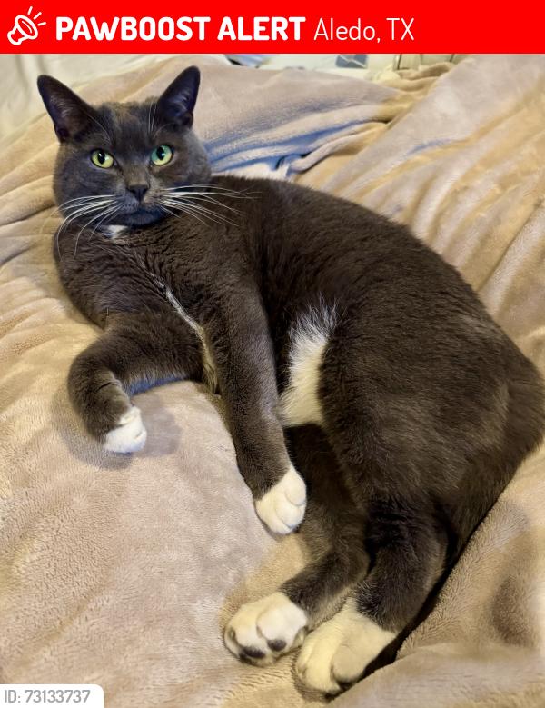 Lost Female Cat last seen Parks of Aledo, Aledo, TX 76008