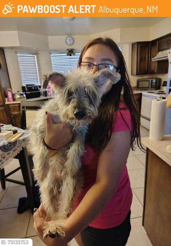 Found/Stray Unknown Dog last seen Turner and Lawrence ct, Albuquerque, NM 87123
