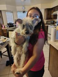 Found/Stray Unknown Dog last seen Turner and Lawrence ct, Albuquerque, NM 87123