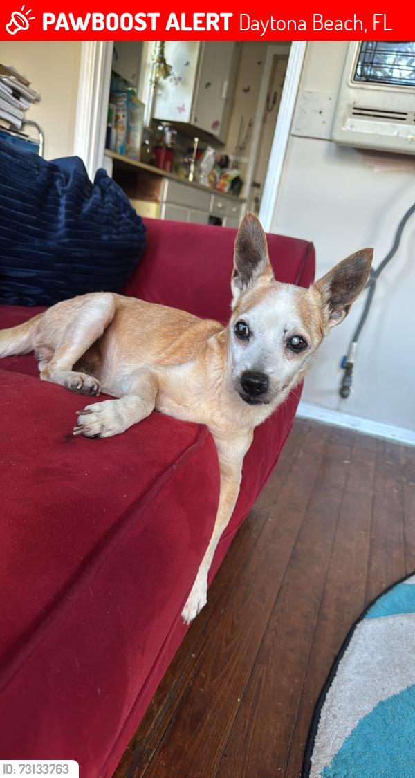 Lost Male Dog last seen Cedar Street and South Street, Daytona Beach, FL 32114