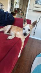 Lost Male Dog last seen Cedar Street and South Street, Daytona Beach, FL 32114