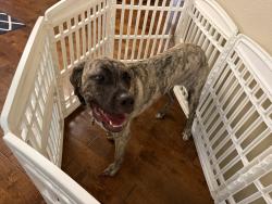 Reunited Unknown Dog last seen Vicky Ln, Wylie, TX 75098, Wylie, TX 75098