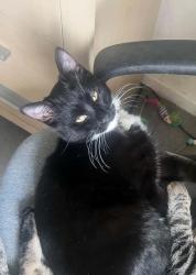 Lost Male Cat last seen South ley welwyn garden city, Hertfordshire, England AL7 4LL