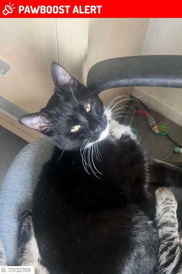 Lost Male Cat last seen South ley welwyn garden city, Hertfordshire, England AL7 4LL