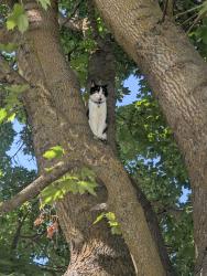 Found/Stray Unknown Cat last seen Vercler and mission, Spokane Valley, WA 99216