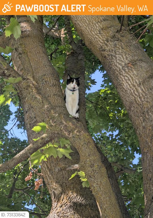 Found/Stray Unknown Cat last seen Vercler and mission, Spokane Valley, WA 99216