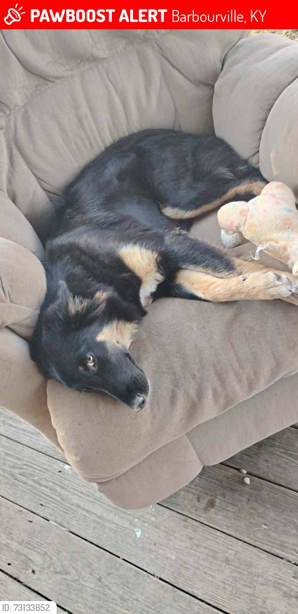 Lost Female Dog last seen our street is off the biker club on jarvis branch rd its on 229 barbourville ky, Barbourville, KY 40906