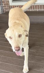 Reunited Male Dog last seen Carroll Rd, Entrance to Geist Woods ests neighborhood, McCordsville, IN 46055
