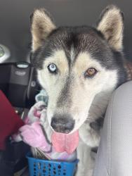 Reunited Female Dog last seen Harvey way and green brier, Long Beach, CA 90808