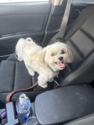 Reunited Male Dog last seen VIA LINDA, Scottsdale, AZ 85258