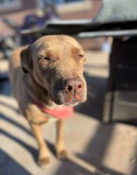 Lost Female Dog last seen Ran off after car on Lyman lane and Sebastian, El Paso, TX 79938
