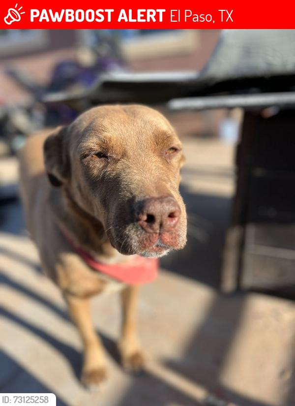 Lost Female Dog last seen Ran off after car on Lyman lane and Sebastian, El Paso, TX 79938