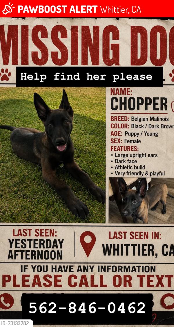 Lost Female Dog last seen Norwalk blvd, Whittier, CA 90601