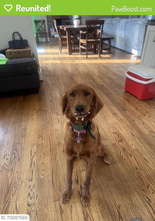 Reunited Female Dog last seen Near south crescent drive, Smithfield, NC 27577