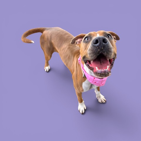 Shelter Stray Female Dog last seen Near BLOCK WHEELER RIDGE RD, ARVIN CA 93203, 3951 Fruitvale Ave, Bakersfield, CA 93308, USA