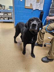 Shelter Stray Male Dog last seen WEST ALTON, 4850 Mid Rivers Mall Dr, St Peters, MO 63376, USA