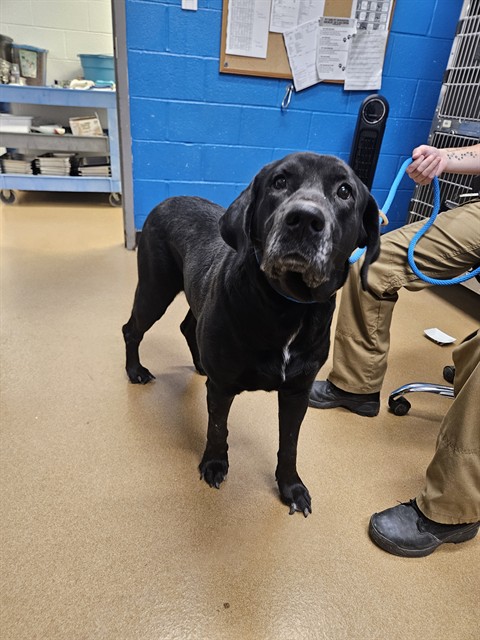 Shelter Stray Male Dog last seen WEST ALTON, 4850 Mid Rivers Mall Dr, St Peters, MO 63376, USA