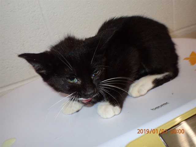 Shelter Stray Male Cat last seen WEST ALTON, 4850 Mid Rivers Mall Dr, St Peters, MO 63376, USA