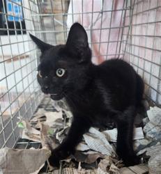 Shelter Stray Female Cat last seen , 11361 W Pico Blvd, Los Angeles, CA 90064, USA