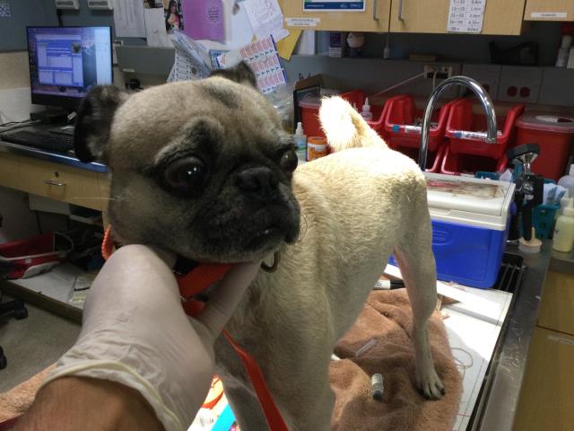 Shelter Stray Male Dog last seen LINARES AVE / THUNDER BAY TRAIL, JURUPA VALLEY, CA 92509, 6851 Van Buren Boulevard, Jurupa Valley, CA 92509, USA