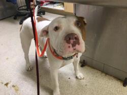 Shelter Stray Female Dog last seen Near BLOCK JONES AVE RIVERSIDE 92505, 6851 Van Buren Boulevard, Jurupa Valley, CA 92509, USA