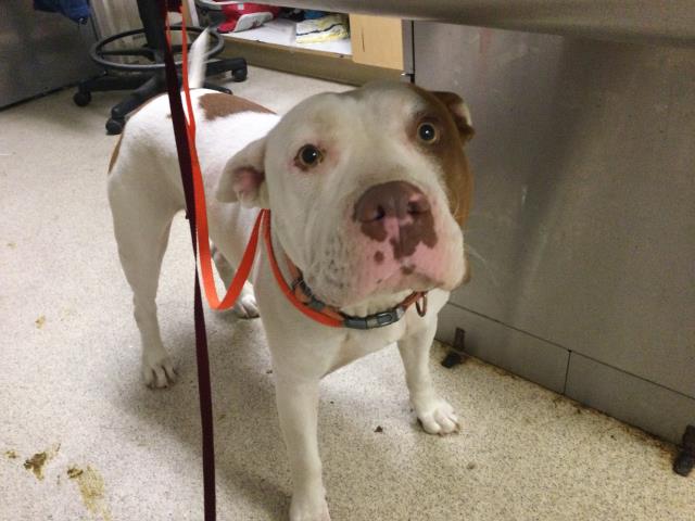 Shelter Stray Female Dog last seen Near BLOCK JONES AVE RIVERSIDE 92505, 6851 Van Buren Boulevard, Jurupa Valley, CA 92509, USA