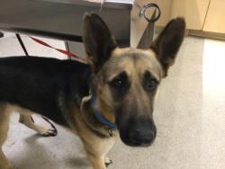 Shelter Stray Male Dog last seen Near BLOCK VEGA AVE, JURUPA VALLEY, CA, 6851 Van Buren Boulevard, Jurupa Valley, CA 92509, USA