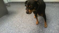 Shelter Stray Female Dog last seen CHARLOTTE, 8315 Byrum Dr, Charlotte, NC 28217, USA