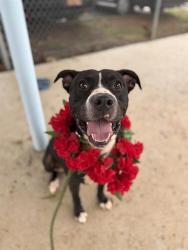 Shelter Stray Female Dog last seen CHARLOTTE, 8315 Byrum Dr, Charlotte, NC 28217, USA