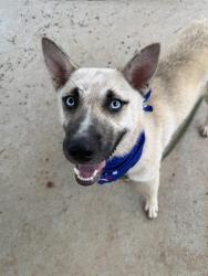 Shelter Stray Female Dog last seen HUNTERSVILLE, 8315 Byrum Dr, Charlotte, NC 28217, USA