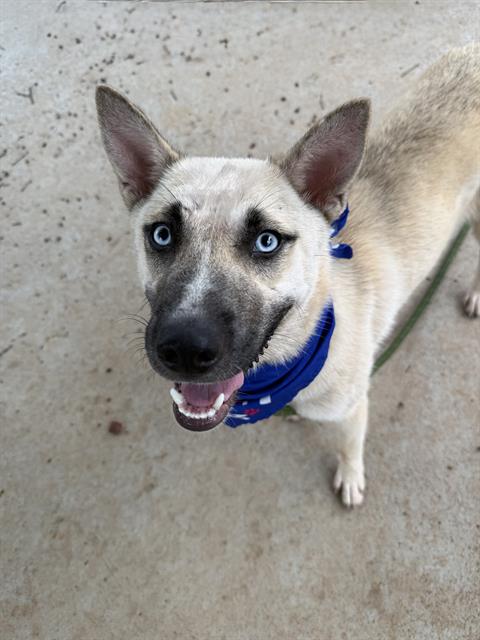 Shelter Stray Female Dog last seen HUNTERSVILLE, 8315 Byrum Dr, Charlotte, NC 28217, USA