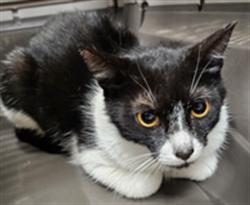 Shelter Stray Female Cat last seen Near BLOCK CEDAR CREEK, 232 Eslinger Way, Sanford, FL 32773, USA