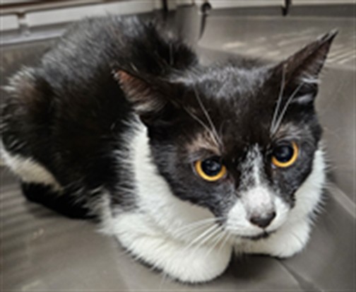 Shelter Stray Female Cat last seen Near BLOCK CEDAR CREEK, 232 Eslinger Way, Sanford, FL 32773, USA