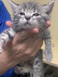 Shelter Stray Male Cat last seen TAMOSHANTER WAY & SKELTON WAY, 2127 Front St, Sacramento, CA 95818, USA