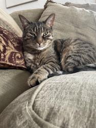 Lost Male Cat last seen McHenry Avenue and Crystal Lake Avenue, Crystal Lake, IL 60014