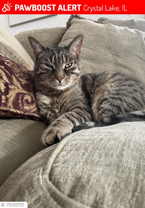 Lost Male Cat last seen McHenry Avenue and Crystal Lake Avenue, Crystal Lake, IL 60014