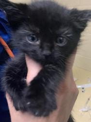 Shelter Stray Male Cat last seen TAMOSHANTER WAY & SKELTON WAY, 2127 Front St, Sacramento, CA 95818, USA