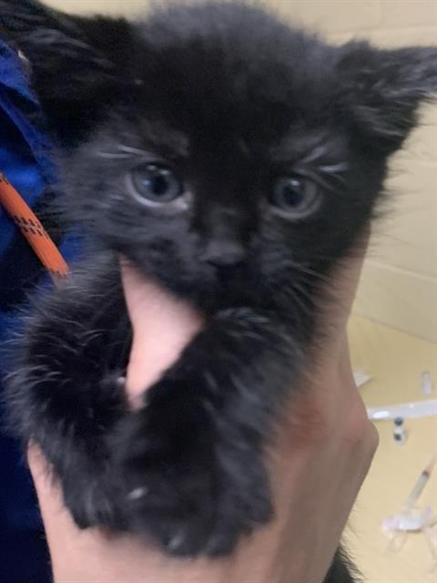 Shelter Stray Male Cat last seen TAMOSHANTER WAY & SKELTON WAY, 2127 Front St, Sacramento, CA 95818, USA