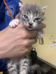 Shelter Stray Male Cat last seen TAMOSHANTER WAY & SKELTON WAY, 2127 Front St, Sacramento, CA 95818, USA