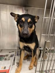Shelter Stray Female Dog last seen , 14409 Vanowen St, Van Nuys, CA 91405, USA