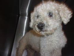 Shelter Stray Male Dog last seen , 14409 Vanowen St, Van Nuys, CA 91405, USA