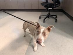 Shelter Stray Male Dog last seen , 14409 Vanowen St, Van Nuys, CA 91405, USA