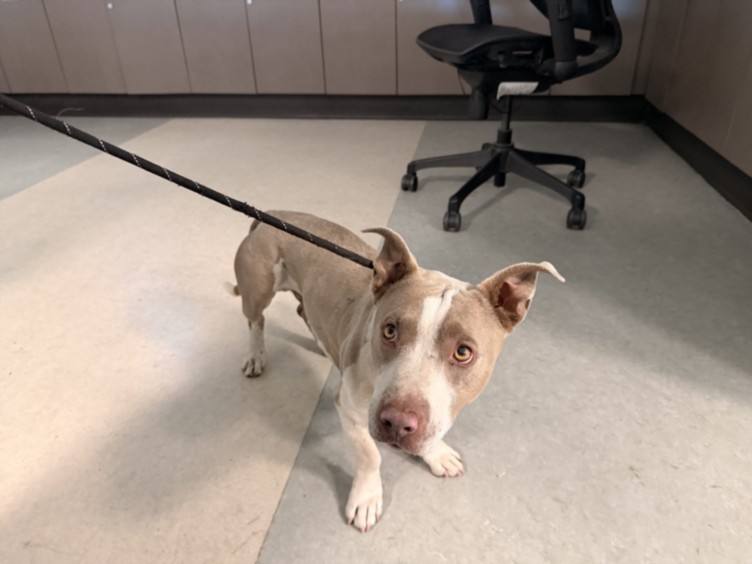 Shelter Stray Male Dog last seen , 14409 Vanowen St, Van Nuys, CA 91405, USA