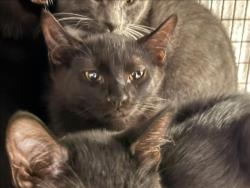 Shelter Stray Female Cat last seen , 14409 Vanowen St, Van Nuys, CA 91405, USA